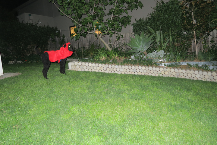 Black dog in red costume photographed with flash, in a garden, at night