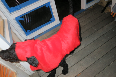 Black dog in red costume photographed with flash, near a window, at night
