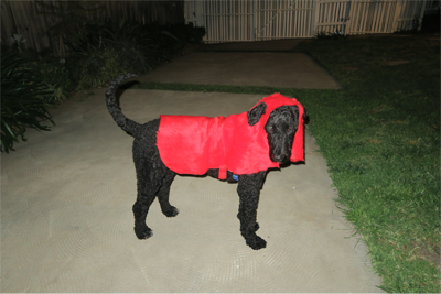 Black dog in red costume photographed with flash, in a garden, at night