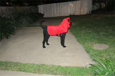 Black dog in red costume photographed with flash, in a garden, at night