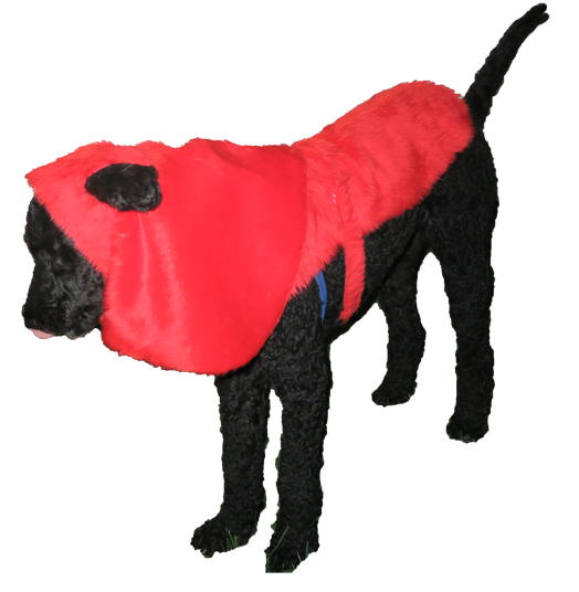 Dog in red hood costume